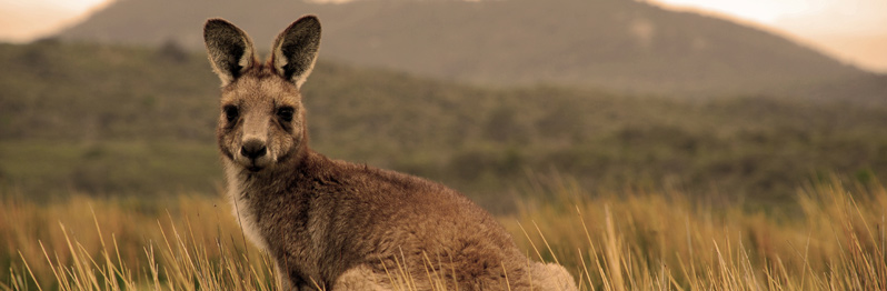 Australia